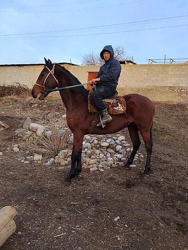 животные для дома: Ат сатылат жашы бышты Жазка асый чыкма Атасы энеси таза кан — 2