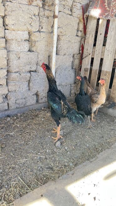 рыбки в аквариуме купить: Продаются семейка — 4