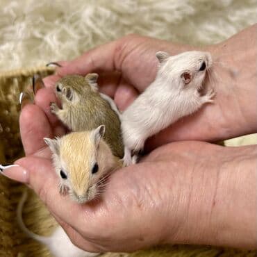 морской свин: Ручные песчанки монгольские. Красивые окрасы, есть девочки и мальчики — 8