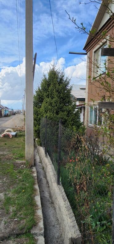 тяньшанская ель: Продаю шикарную тянь-шанскую ель высота 5метров. Густая и пышная. Ель — 2