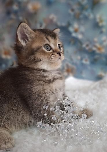 Продажа кошек: Скотиш Страйт (Шотландская прямоухая), 2 месяца, Мальчик, Приучена к лотку, Проглистована — 9