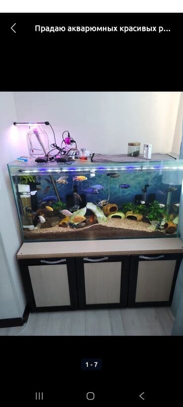 Прадаю акварюм ссылками можно без прадаю рыбак тоже оделна ест тумба