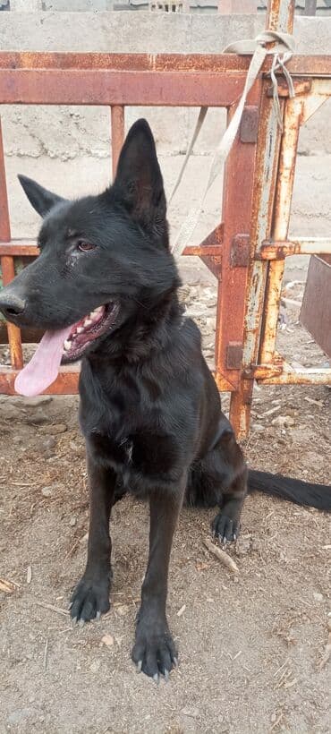 Ит кууту: Черная собака среднего-крупного размера. Короткая густая шерсть — 1