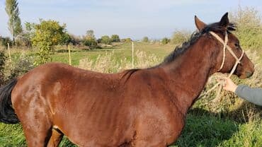 сколько стоит щенок хаски без документов: Продаю | Жеребенок | Рабочий | Мерин — 3