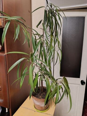 комнатные растения из голландии в бишкек каталог: Комнатные растения - хлорофитумы кудрявые, плющи вариегатные, кливия — 7