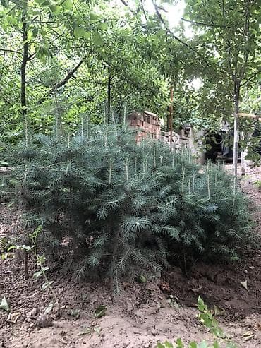газон трава: Ель колючая (Picea pungens, «голубая ель») — саженцы для озеленения — 2