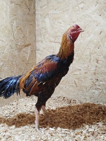 витамины для животных: Дакан короздор сатылат алмашу жолдору бар адрес Заря Тынчтык конушу — 4