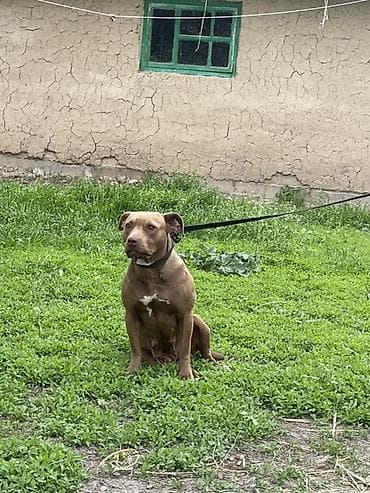 Собака средних размеров на поводке. Крепкое мускулистое телосложение