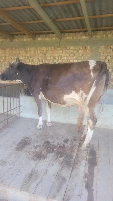 Животные: Продаю | Корова (самка) | Для молока — 5