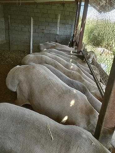 машинка для стришки баран: Стрижки овец даговорная. кой козу кыркабыз барып кыркып беребиз — 1