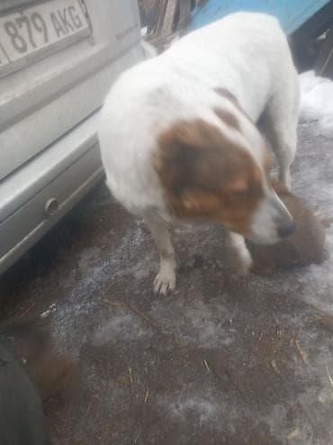 сколько стоит французский бульдог: Щенки дворового типа - Возраст: примерно 1–1,5 месяца (видно на фото — 5