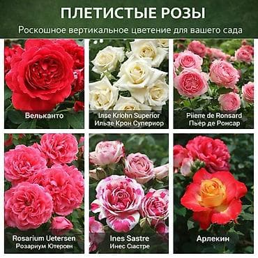 карамбит: Саженцы — 4