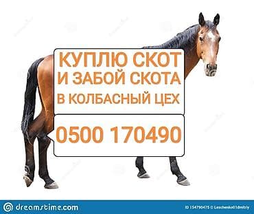 Куплю | Коровы, быки, Лошади, кони | Круглосуточно, Любое состояние, Забитый at lalafo.kg Куплю | Коровы, быки, Лошади, кони | Круглосуточно, Любое состояние, Забитый