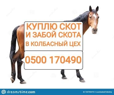 дом животных: Куплю | Коровы, быки, Лошади, кони | Круглосуточно, Любое состояние, Забитый — 1