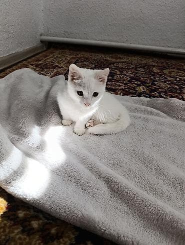 ориентальные кошки: 3 месяца, Девочка — 2
