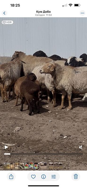 меренос баран: Продаю | Овца (самка) | Для разведения | Матка — 1