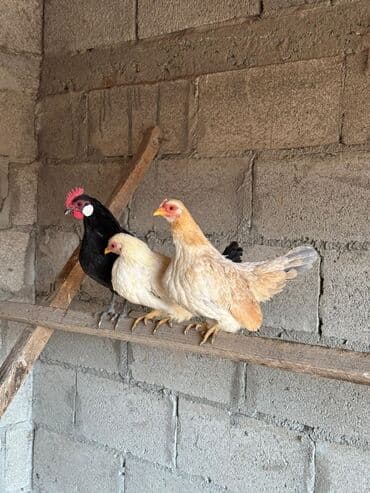 седоголовый щегол: Продаю | Петух, Куры — 1