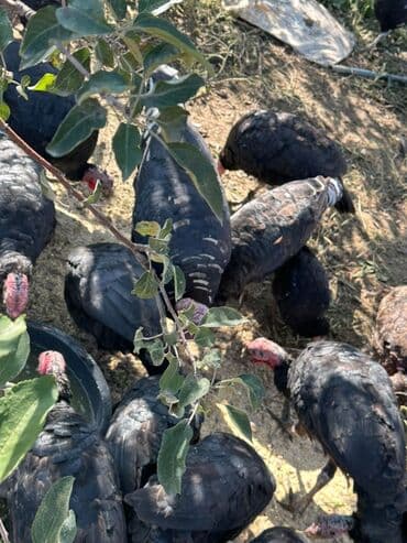 куплю рыбу форель: Сатам | Ургаачы күрп (ургаачы) | Союуга | Асыл тукумдуу — 1