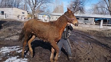 талас дакан: Продаю | Кобыла (самка) | Полукровка, Першерон, Дончак | На забой, Для разведения, Конный спорт | Племенные, Осеменитель, Мерин — 4