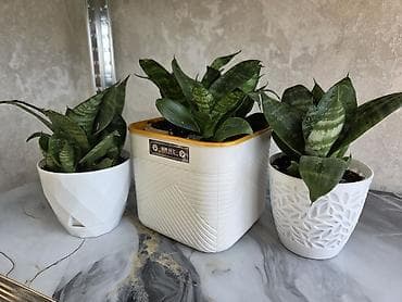 Кактусы: Мини-композиции из кактусов в декоративных керамических кашпо - — 9