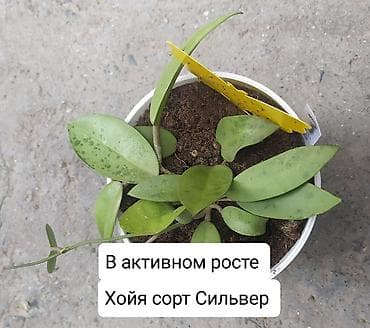 хола: Продаю Хойя срочно — 4