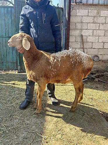 Баран, овца: Продаю | Овца (самка) | Арашан | Для разведения, Для шерсти | Ярка — 6