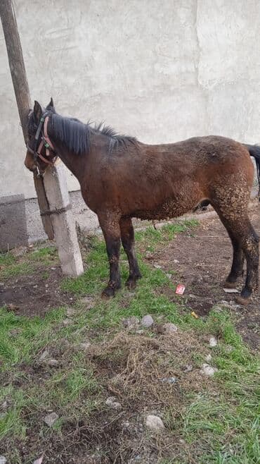 с связи с переездом: Продаю | Жеребец | Рабочий — 3