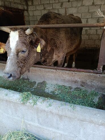Продаю | Корова (самка) | Для молока | Привязанные