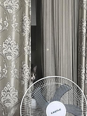 корм для котят: Мальчик, Приучена к лотку, Проглистована, С прививками — 8