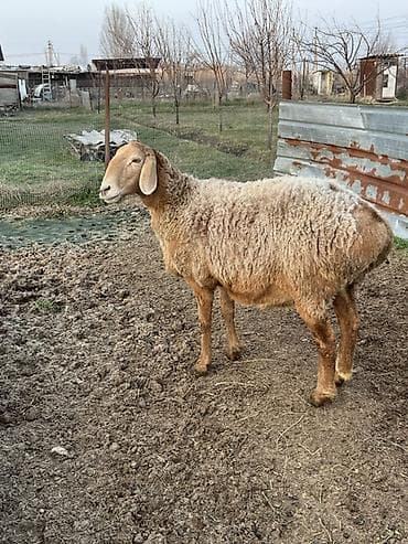 Продаю | Овца (самка) | Для разведения at lalafo.kg Продаю | Овца (самка) | Для разведения