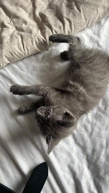 Үй жаныбарлары: Орус көгүлтүр, 2 айлык, Ургаачы, Боз, Аргын — 6