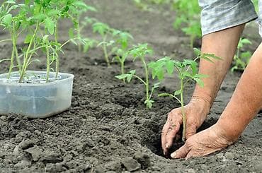 отель бишкеке: Посадка овощей, зелени и работы в огороде под ключ! 🌱🥕🍅 Ищете, кто — 1