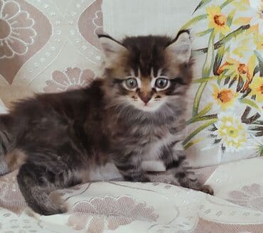 дом кошка: Котёнок классического окраса табби (тигровый мрамор) с пушистой — 2