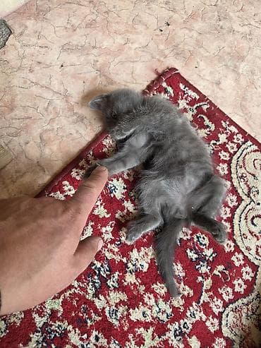 котята сфинкс: Отдам в хорошие руки Котята, помёт домашний. Несколько малышей разной — 2