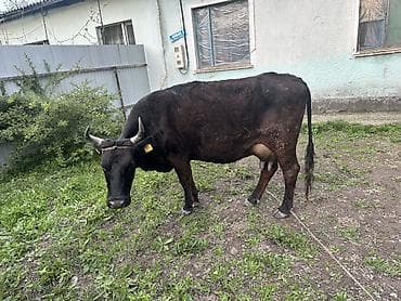 коровы молоко: Продаю | Корова (самка) | Для разведения, Для молока | Привязанные — 2