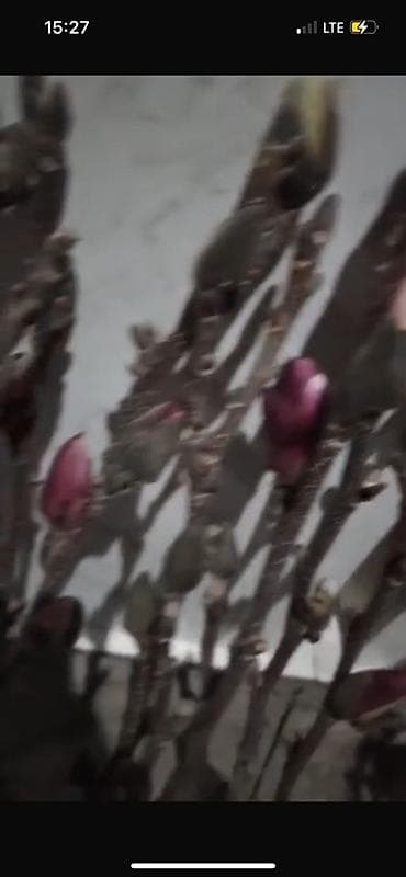 бутон: Саженцы — 3