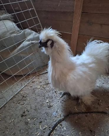бычки 1год: Продаю | Куры, Петух — 1