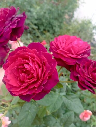 уютный домик: Гостевой домик/пристройка с отдельным входом Описание объекта: - — 4