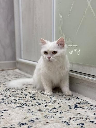 турецкая ангора кошка цена: Кошка даром: Скотиш Страйт (Шотландская прямоухая), Девочка, Приучена к лотку, Проглистована — 1
