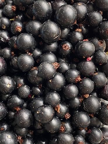 Азык-түлүктөр: Карагат — 2