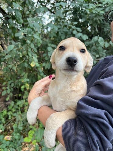 американский бульдог питомник: Собака даром: Дворняжка, 4 месяца, Самец — 12