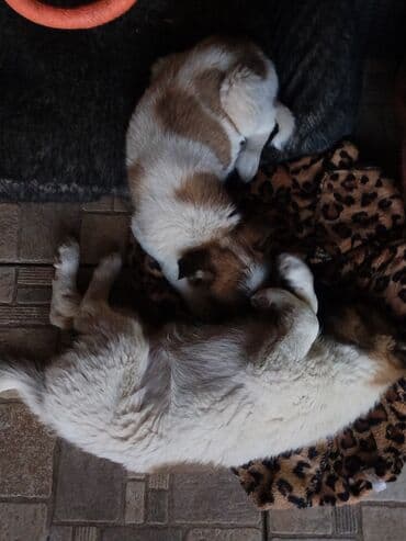 мопс щенок цена: Собака даром: Дворняжка, 2 месяца, Самка — 5