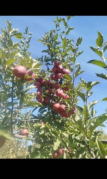 натижной потолог: Профессиональная обрезка плодовых деревьев и кустарников. - — 7
