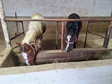 ит албай: Сатам | Тай | Жумушка — 3