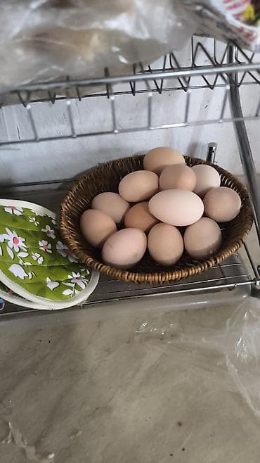 ечки теке: Домашний жайдары тооктордун жумурткасы жөжө 🐔 чыгарууга сатылат, баасы — 2