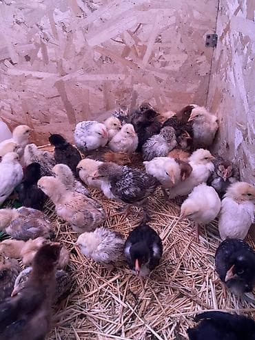 яйцо несушки: Продаю | Цыплята | Для разведения — 3
