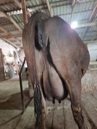 маман салома: Продаю | Корова (самка) | Для молока — 1