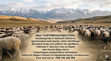 Баран, овца: Продаю | Овца (самка) — 3