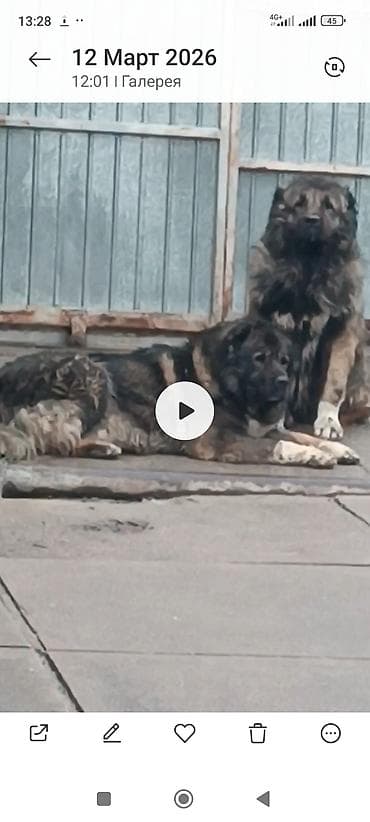 вест терьер: Тяньшанский медведь 🐻 открыто бронирование щенков кавказской — 6