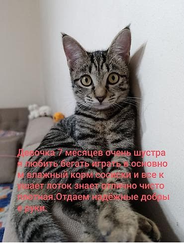 невская маскарадная кошка: Отдаем этих котиков надёжные и добрые руки,все найденныши надеемся что — 1